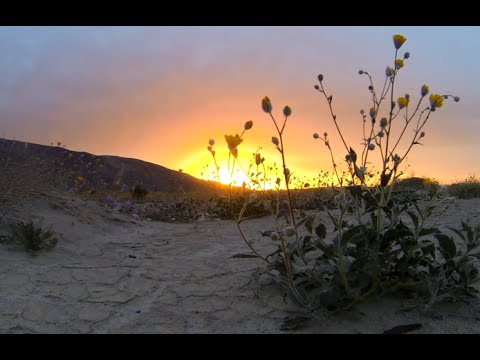 1+ hour Flower Meditation over Beautiful Desert Anza Borrego California