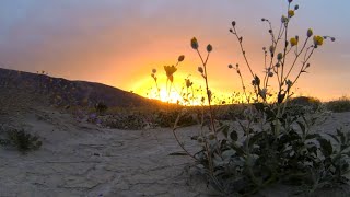 1+ hour Flower Meditation over Beautiful Desert Anza Borrego California