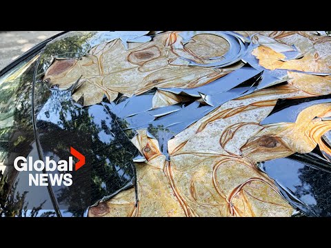 Alberta man says peeling paint on his Dodge Ram truck clearly "not tough enough"