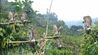 Download lagu TEJO #PIKAT KUTILANG POINT SATU DAPAT ANAKAN BOSKU mp3