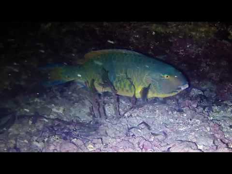 2018-03-25 Night Dive at JTs, Situ, Mozambique