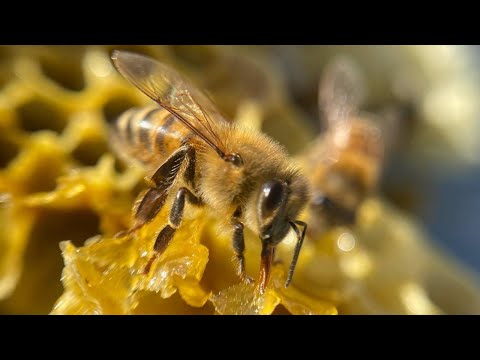 Mundomiel: un emprendimiento que promueve la apicultura agroecológica