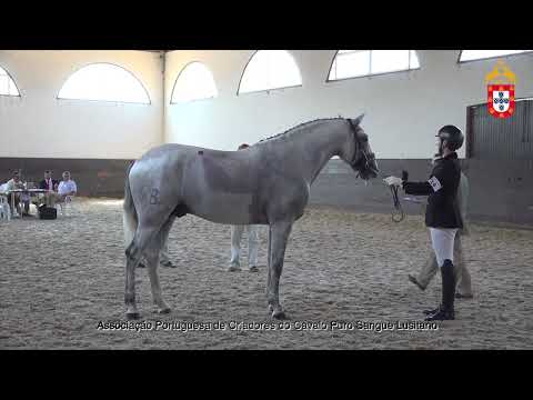 220716 14 Neptuno das Faias Aprovação de Garanhões