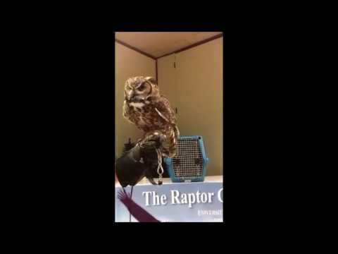 Ricke The Great Horned Owl eating a mouse!