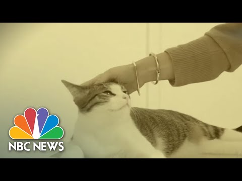 How To Keep Your Pets Safe | NBC Nightly News - YouTube