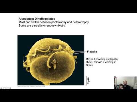 BIOL 1620 Origin of Eukaryotes