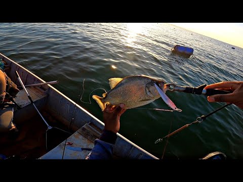 We found the perfect bait for piranhas and held a competition, check out the result 😱