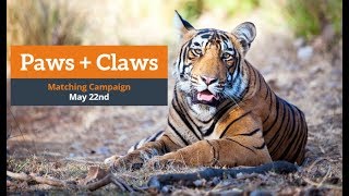 GlobalGiving Paws & Claws Webinar