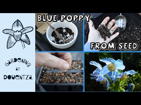 4 Types of Blue Meconopsis Poppy from Seed || Stratification Explained