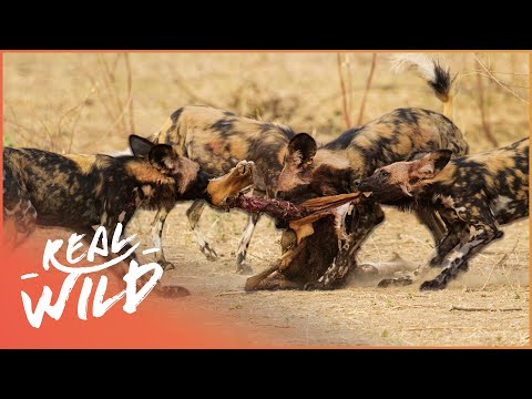 The Most Successful Hunter In Africa | Wild Dogs...