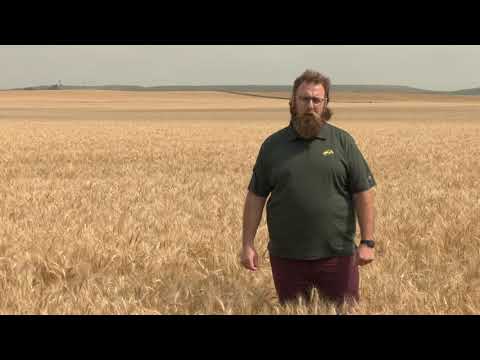 DREC Ryan Buetow: Wheat Ergot