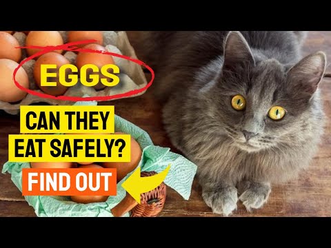 Can CATS eat EGGS? Find out! - YouTube