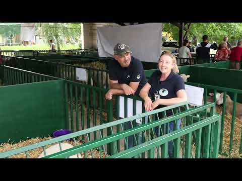 Odomaćeni safolk: Farma ovaca "Vilus" u Novom Žedniku