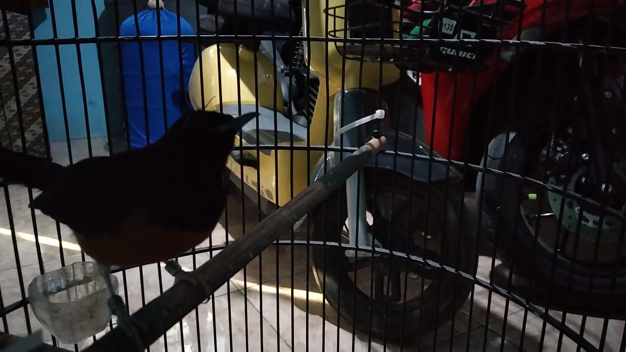 isian murai batu gacor//relaxing Bird sounds @KEBUMENNKICAU99 