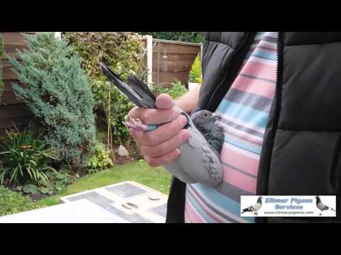 download lagu mp3 mp4 34619, download lagu 34619 gratis, unduh video klip 34619