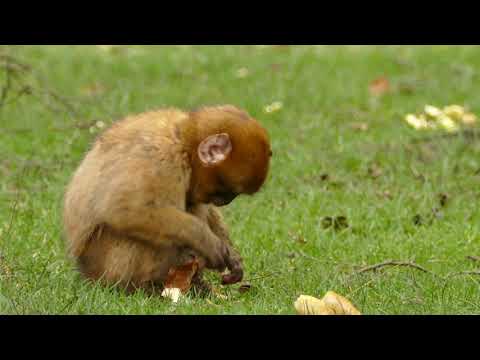 Cute_baby_monkey🙊_#Animal's Story