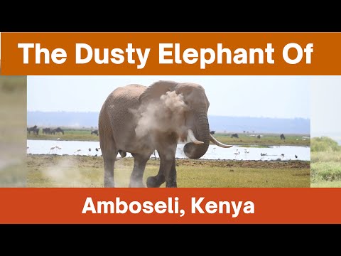 The Dusty Elephant Of Amboseli, Kenya // Big and Gentle Giant