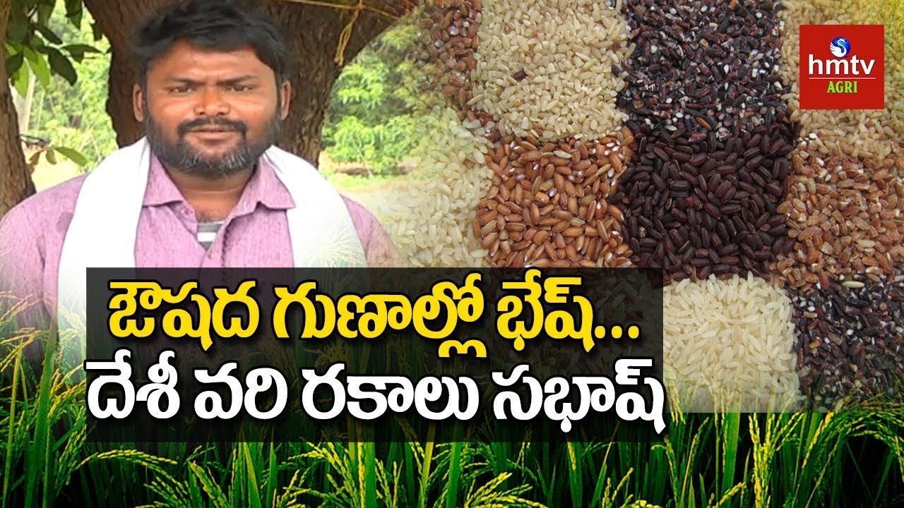 Health Benefits of Different types of Indian Rice | Desi Paddy Varieties | hmtv Agri