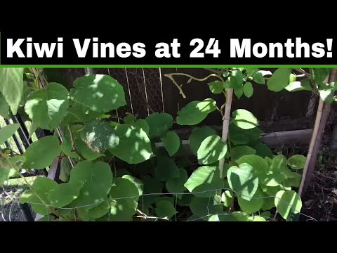 How To Grow A Kiwi Tree or Vine From Seed - 24 Months