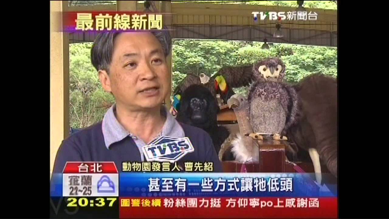 長頸鹿上街! 週六「復刻」動物搬家盛況