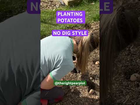 PLANTING POTATOES-NO DIG STYLE #gardening #allotmentlife #love #garden #allotmentlove #food#shorts