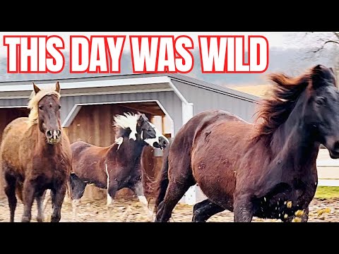 The Horses Went BALLISTIC!!!