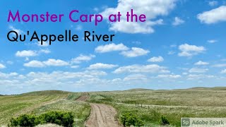 Monster Carp at the Qu'Appelle River