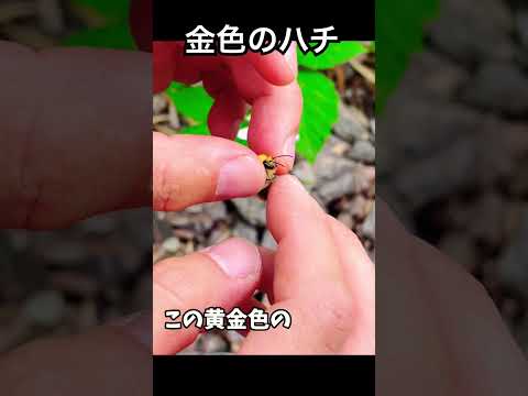 マルハナバチに関する 10 の驚くべき事実 自然と動物