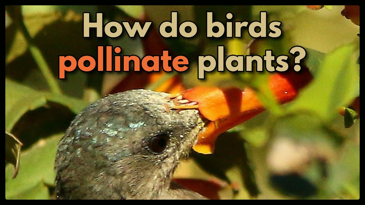 How do birds pollinate plants?
