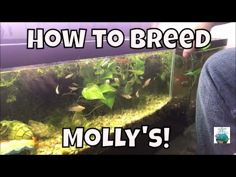 How To Breed Molly's Breeding Molly fish For Profit Aquarium Fish Room VLOG