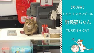 ドラッグストアのレジ係。「暇だにゃ〜」と居眠りする猫 | トルコ イスタンブール在住 野良猫ちゃん | Trukish Cat