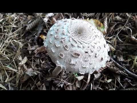 GLJIVE NAŠIH ŠUMA - Sunčanica (Macrolepiota procera). 6.9.2023.