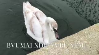 Bvumai Ndifambe Nemi Bvumai Ndifambe Nemi
