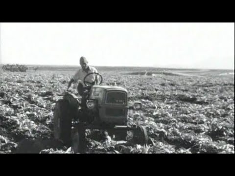 Decimomannu 1968 - Le carciofaie