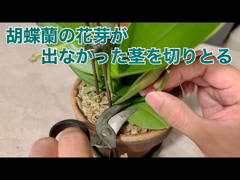 胡蝶蘭の茎を剪定する カットした蘭の茎のヒント 間違い 開花後に剪定する 色あせた花 庭