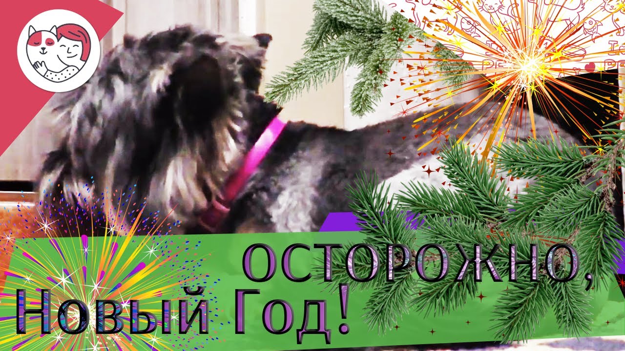 Опасности для питомцев в новогодние каникулы. ilike.pet