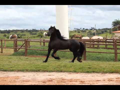 HARAS E RAÇAS - HARAS BALOUBET (SEGUNDA-FEIRA)