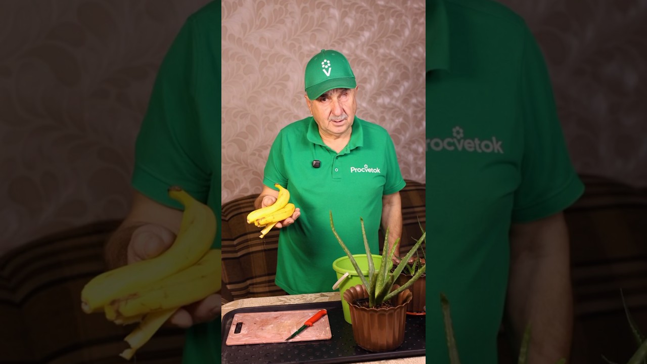 Даже не думайте выбросить! Съели банан &ndash; кожуру отдайте растениям!