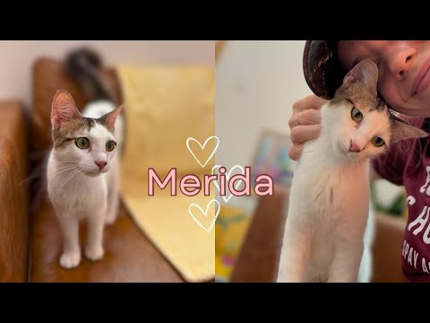 Merida Mex, an adoptable Domestic Short Hair Mix in Marysville, WA_image-1