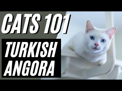 Turkish Angora Cat - Pros and Cons of the Turkish Angora Cat