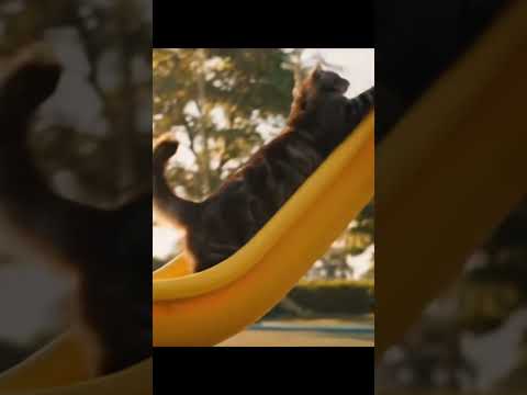 #cat #cute #kitten #shorts