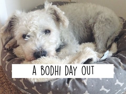 {VLOG} Bodhi's Day Out | Doggy Highlights | A Rosie Outlook