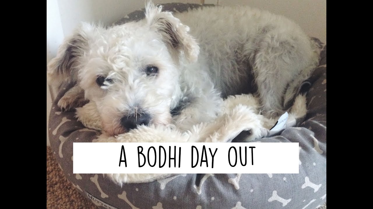 Bodhi's Day Out - a video