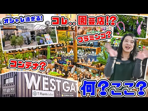 園芸 小葉のピットスポア