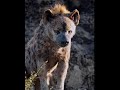 Carmen Twillie Lebo M Circle Of Life Official Video From The Lion King Cat Watching The Lion