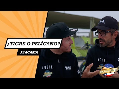 ¿Tigre o pelícano? Imparables Epica Gaes Atacama 2016