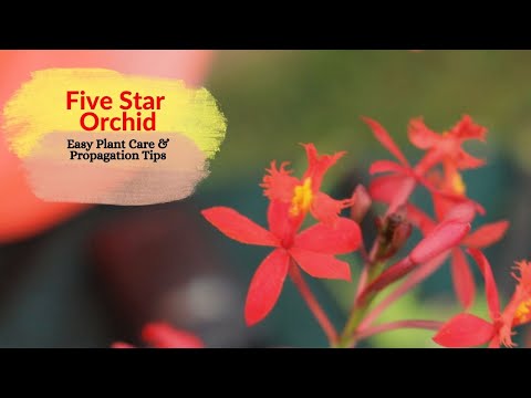 Five Star Orchid - Plant Care & Propagation Tips (Epidendrum Radicans Orchid)