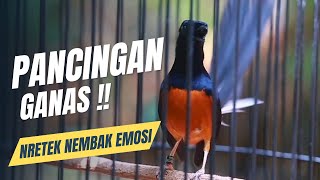 Download lagu MURAI BATU GACOR FULL ISIAN TEMBAKAN KASAR MATERI MEWAH AMPUH MELATIH MURAI BONGKAR ISIAN mp3 Download lagu MURAI BATU GACOR FULL ISIAN TEMBAKAN KASAR MATERI MEWAH AMPUH MELATIH MURAI BONGKAR ISIAN mp3