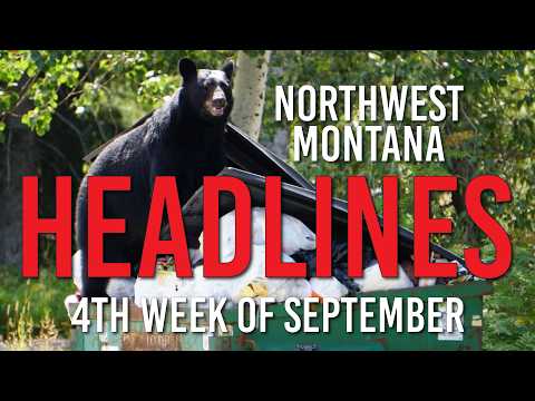 Bears Trigger Emergency Ordinance in Columbia Falls as ...