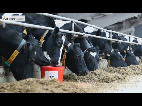 Лизунец витаминно-минеральный « для дойных коров